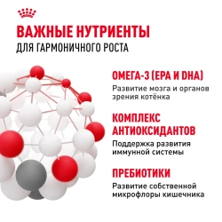 Royal canin kitten сухой корм для котят в период второй фазы роста до 12 месяцев - 1,2 кг