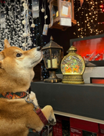 Ошейник Эчпочмак,наличие