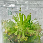Росянка Drosera Fulva клон