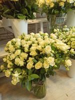 Розы кустовые