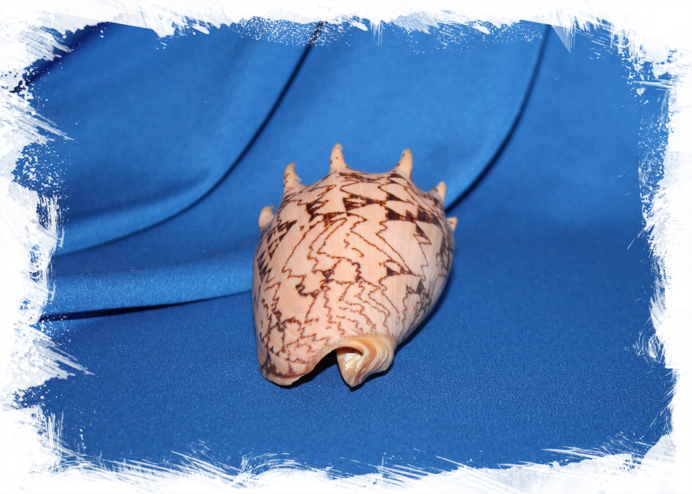 Ракушка морская декоративная Cymbiola imperialis