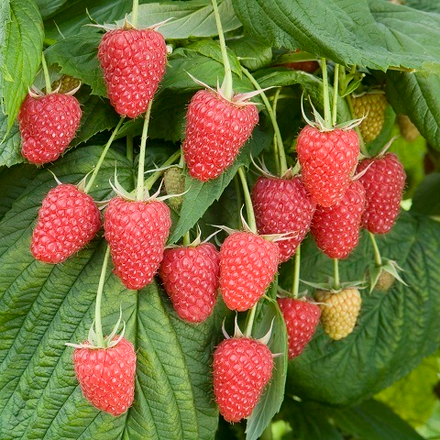 Малина ремонтантная Атлант