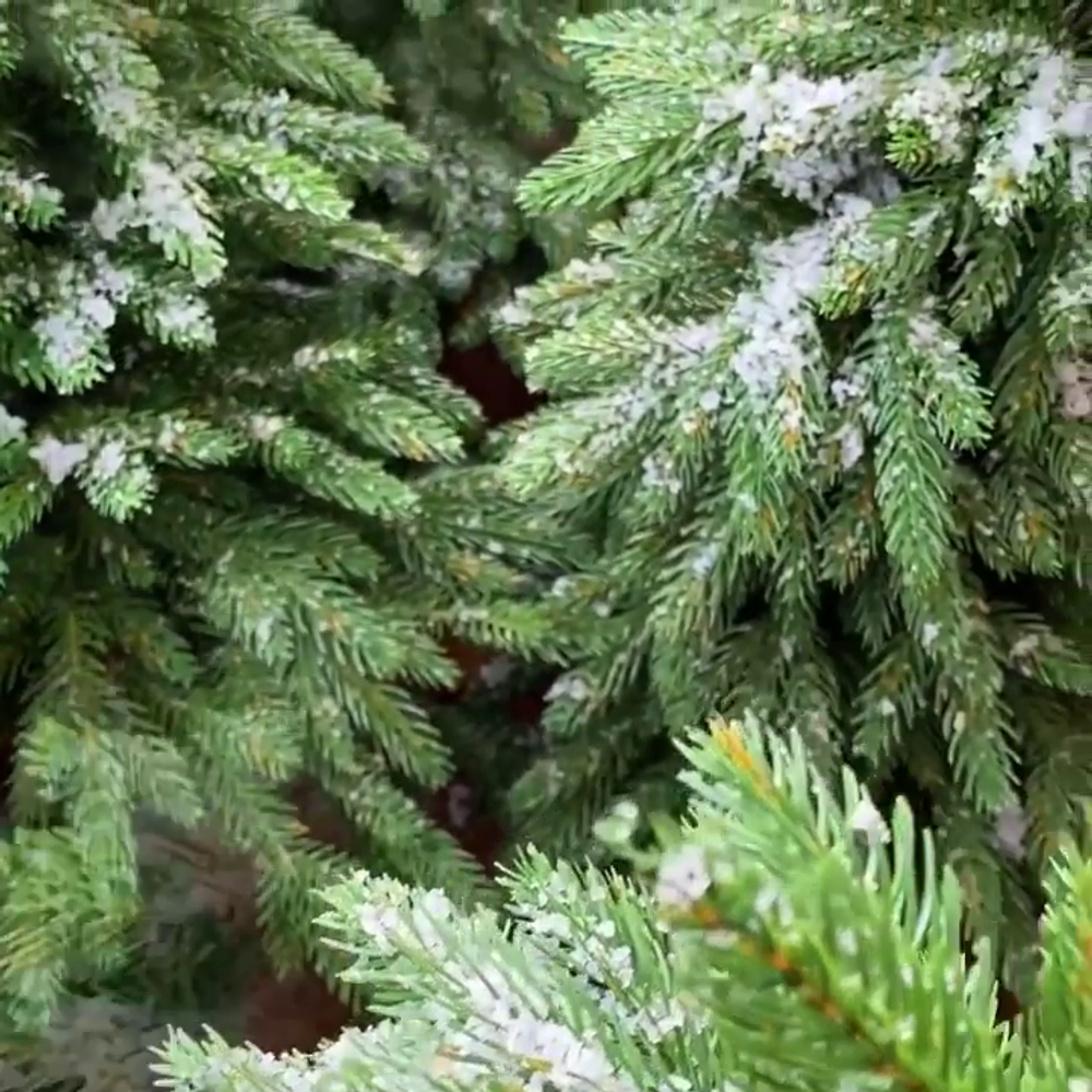 Искусственная ель на ножке "Гринч" (Литая хвоя с инеем) 70 см