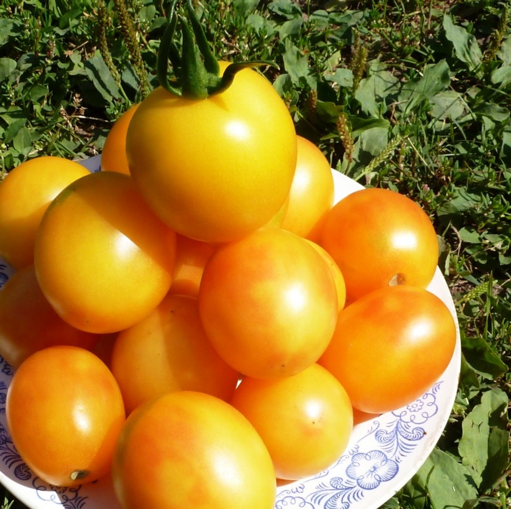 Помидоры Алыча