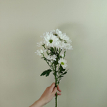 Хризантема кустовая "Бакарди" белая