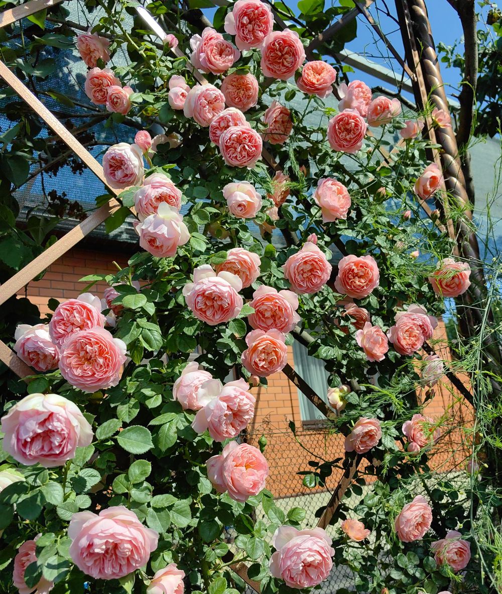 Мусилак (Musilac)