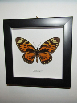 Бабочка Papilio zagreus в рамке