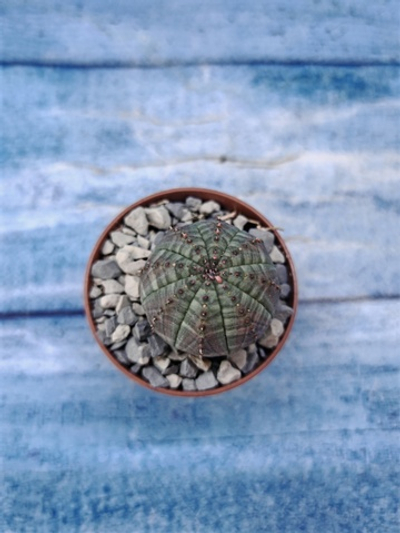 Euphorbia Obesa (Эуфорбия)