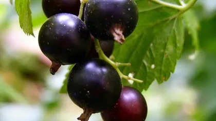 Лист смородины черной