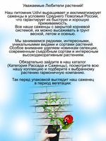 Голубика Река сладкая высокорослая