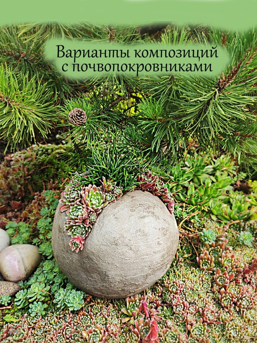 Молодило красное Палисандер каменная роза суккулент