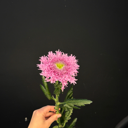 Хризантема одноголовая зефирная Сиреневая / 1 шт