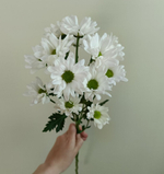 Хризантема кустовая "Бакарди" белая