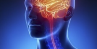 Нервная система, мозг