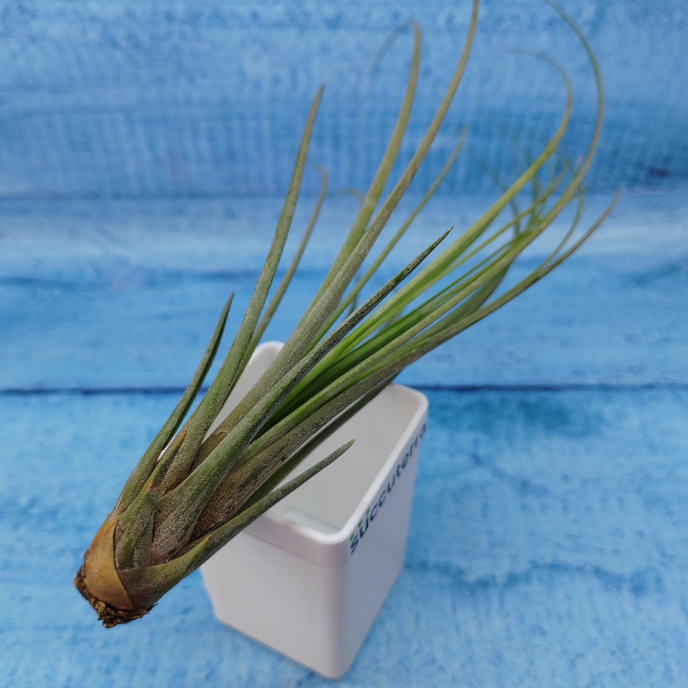 Tillandsia Juncea (Тилландсия Ситниковая)