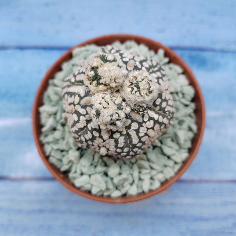 Astrophytum Asterias "Super Kabuto" (Астрофитум)