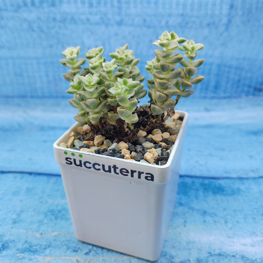 Crassula Tom Thumb variegated (Крассула)