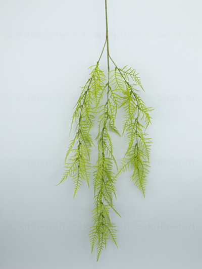 Ампельный папоротник Молодой