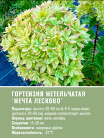 Предзаказ! Гортензия метельчатая Мечта Лесково
