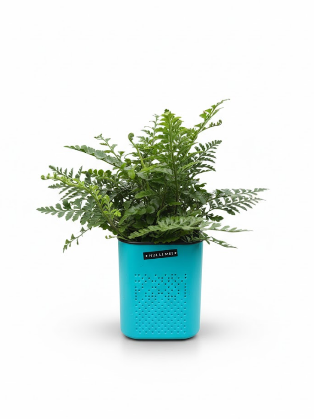 Папоротник Jim Fern горшок с автоп