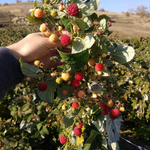 Малина ремонтантная сорт Херитейдж