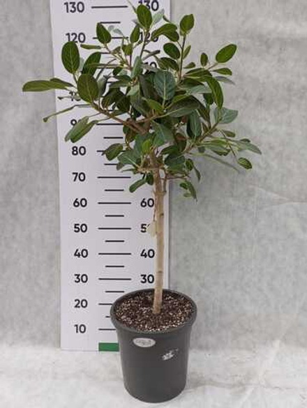 Фикус Андрей (коса)