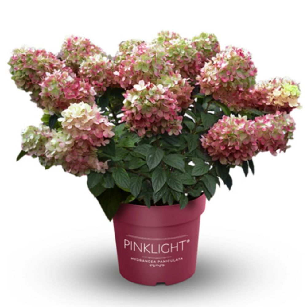 Гортензия метельчатая Гарденлайт Пинклайт (3/4 ветки) Закупка М59 апрель 2026
