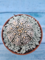 Astrophytum Asterias "Super Kabuto" (Астрофитум)