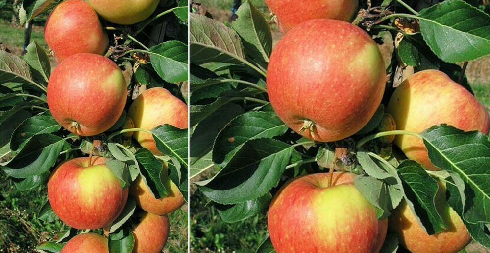 Саженец яблони колоновидной «Кумир» (Осенняя, Крупноплодная)