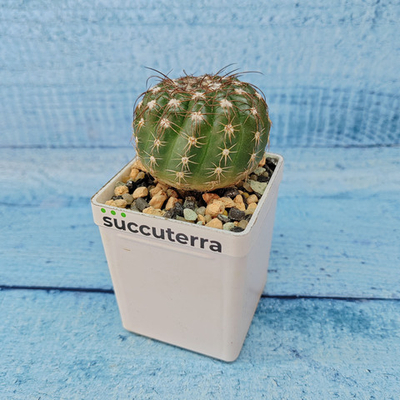 Notocactus Uebelmannianus (Нотокактус)
