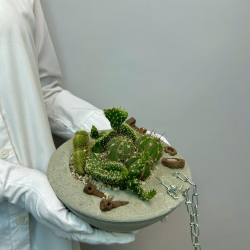 «Эхо города» композиция из кактусов в бетоне