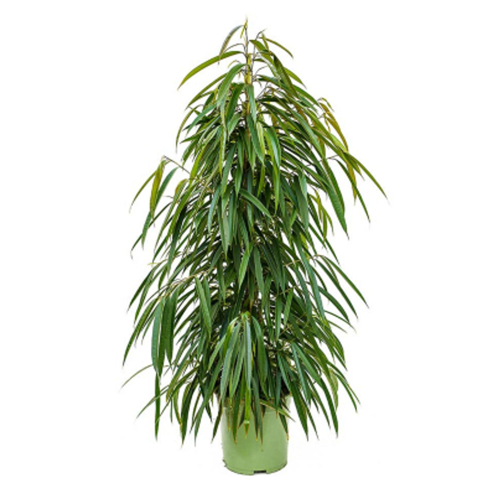 Фикус Orangery ficus binn alii 27/150