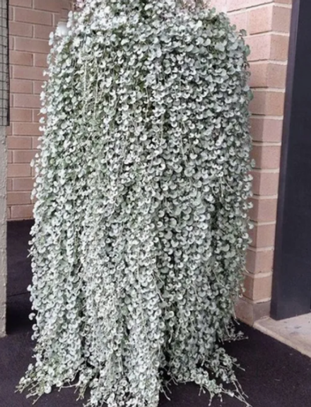 Дихондра серебристая Сильвер Серфер МАРТ Рассада ОКС