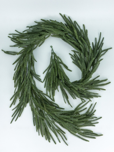 Лиана сосна Канадская