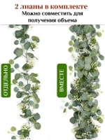 Лиана Эвкалипт папоротник