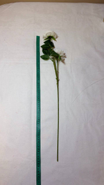 пионовидные белые