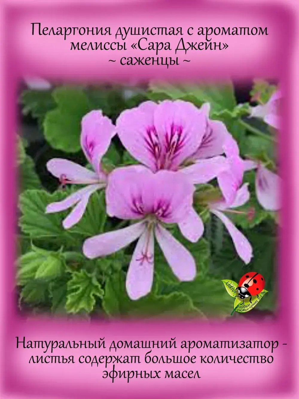 Пеларгония Сара Джейн ароматная