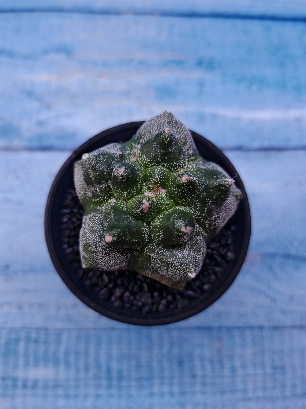 Astrophytum Myriostigma monstrosa (Астрофитум)