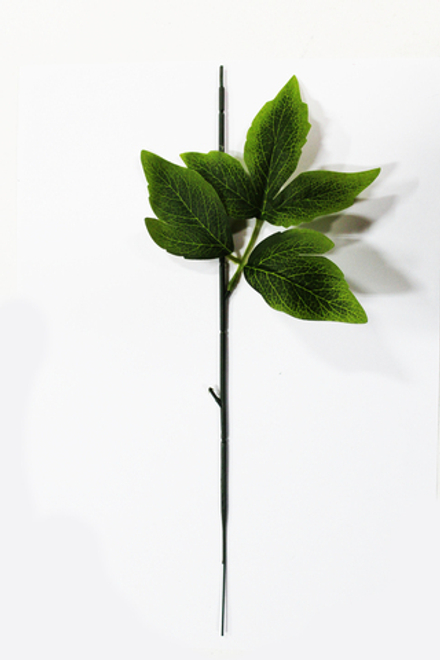 Стебель с листом пиона