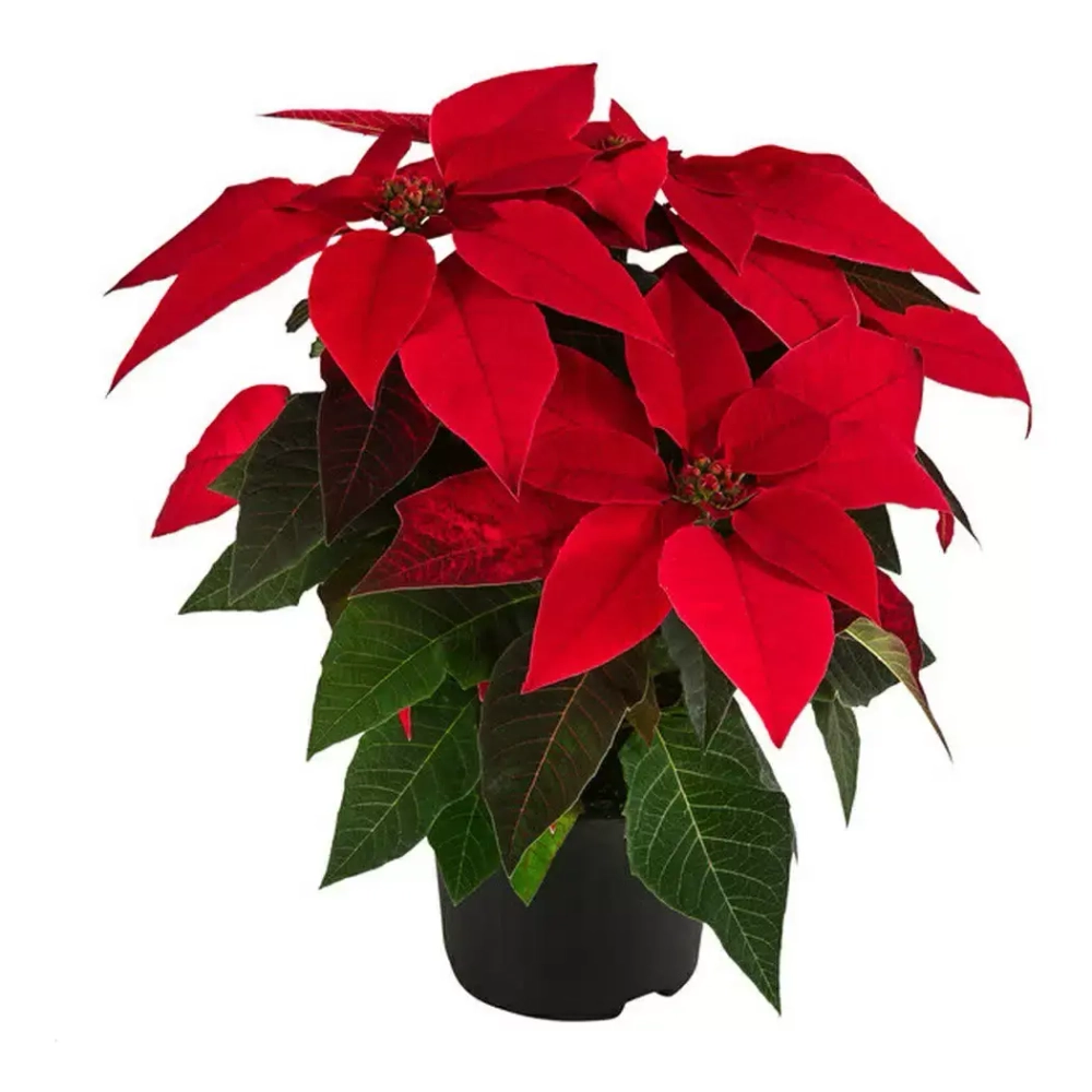 Пуансеттия D13