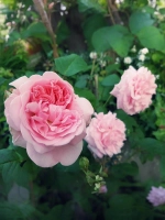 Роза английская Эглантин