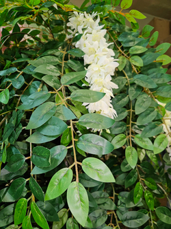 Дерево Акация 280см в кашпо