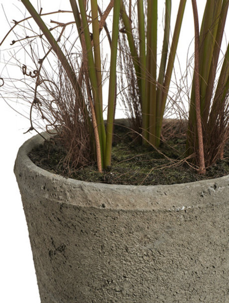 Папоротник Рэббит Фут в керамическом кашпо