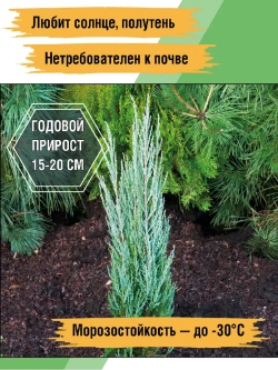 Можжевельник скальный Скайрокет саженцы хвойных деревьев