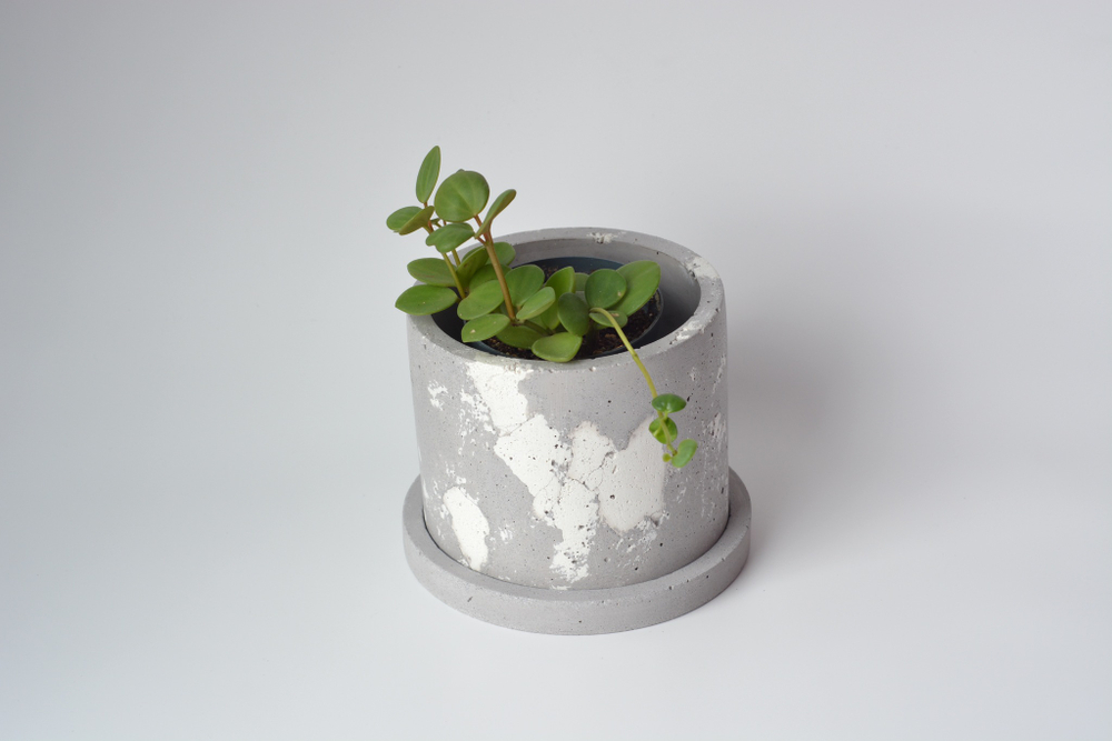 Пеперомия Тетрафилла Хоуп / Peperomia Tetraphylla Hope