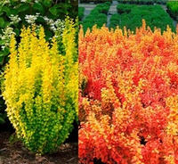 Барбарис Тунберга Голден Торч С3 Закупка М60 июнь 2026