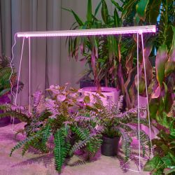 ULI-P57-30W-SPBR IP20 WHITE Светильник для растений светодиодный линейный. 1173мм. выкл. на корпусе. Пластик. Спектр для рассады и досвечивания в период роста. TM ФитоЛето