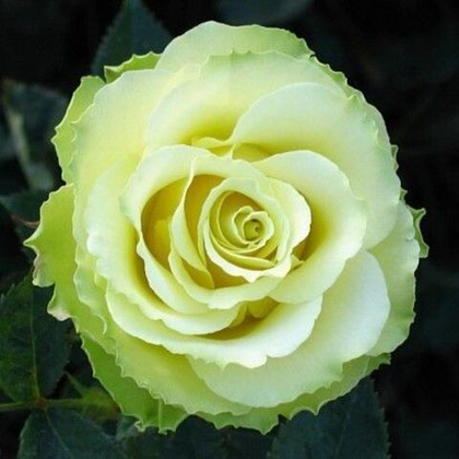 Роза Амандина чайно-гибридная, саженец с ЗКС.