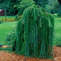 Лиственница европейская Пендула на Штамбе 180 см (Крона молодая) Закупка М49 весна 2026