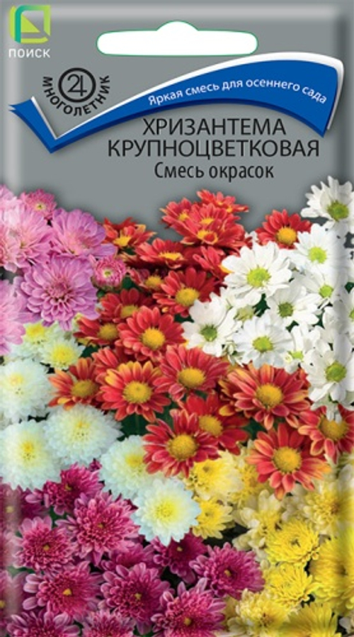 Хризантема крупноцветковая смесь окрасок